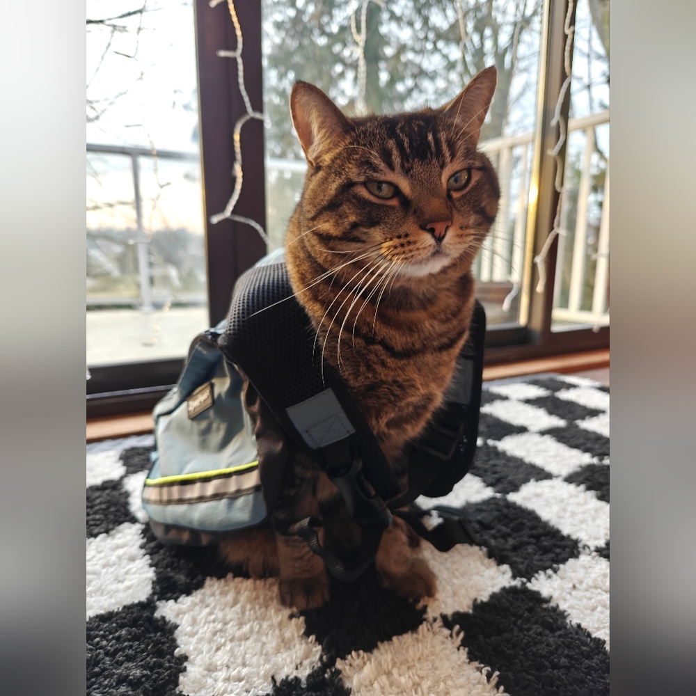 Zyppy Paws Outdoor Jacket for Dog